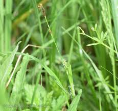 Attēlu rezultāti vaicājumam “Carex hirta male flower”