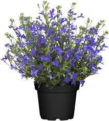 Image result for Männertreu