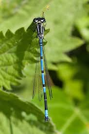 Attēlu rezultāti vaicājumam “Coenagrion puella male”