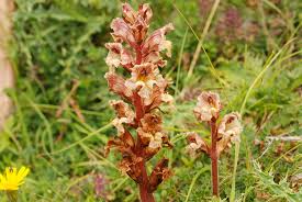 Attēlu rezultāti vaicājumam “Orobanche reticulata”
