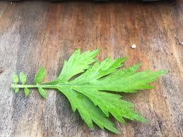 Attēlu rezultāti vaicājumam “Artemisia vulgaris leaf”