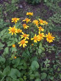 Attēlu rezultāti vaicājumam “Senecio vernalis flower”