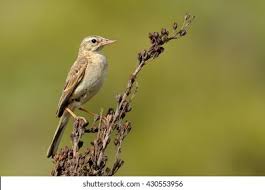 Image result for Anthus campestris