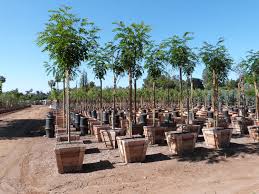 Attēlu rezultāti vaicājumam “Robinia”