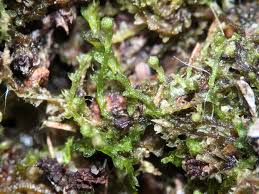 Attēlu rezultāti vaicājumam “Cephalozia loitlesbergeri”