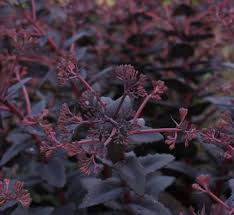 Attēlu rezultāti vaicājumam “Hylotelephium telephium leaf”