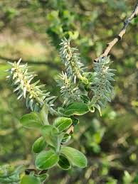 Attēlu rezultāti vaicājumam “Salix aurita flower”