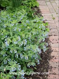 Attēlu rezultāti vaicājumam “Symphytum grandiflorum”
