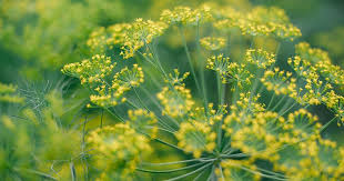 Image result for Dill