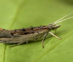 Attēlu rezultāti vaicājumam “Ypsolophidae”