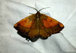 Attēlu rezultāti vaicājumam “Angerona prunaria”