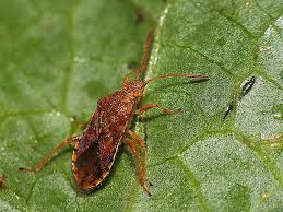 Attēlu rezultāti vaicājumam “Rhopalus maculatus”