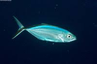 Image result for Caranx ruber