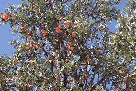 Attēlu rezultāti vaicājumam “Crataegus x macrocarpa”