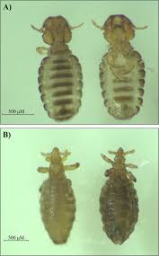 Attēlu rezultāti vaicājumam “Licea chelonoides macro”