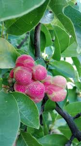 Attēlu rezultāti vaicājumam “Magnolia kobus fruit”