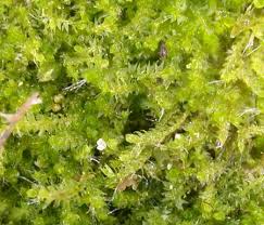 Attēlu rezultāti vaicājumam “Cephalozia connivens macro”