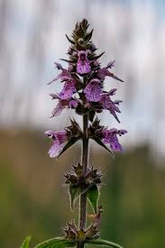 Attēlu rezultāti vaicājumam “Stachys palustris flower”