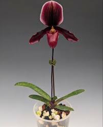 Attēlu rezultāti vaicājumam “Arthonia byssacea”