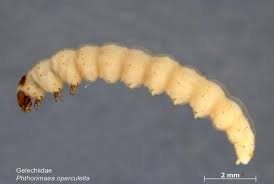 Attēlu rezultāti vaicājumam “Phronia sp. larva”