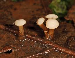 Attēlu rezultāti vaicājumam “Cudoniella clavus”