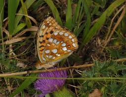 Attēlu rezultāti vaicājumam “Argynnis adippe”