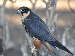 Attēlu rezultāti vaicājumam “Falco subbuteo”