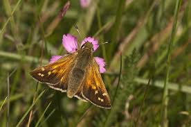 Attēlu rezultāti vaicājumam “Hesperia comma”