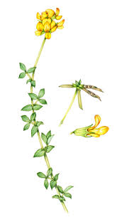 Attēlu rezultāti vaicājumam “Lotus corniculatus flower”