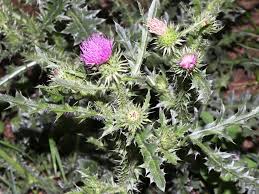 Attēlu rezultāti vaicājumam “Carduus crispus”