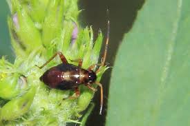 Attēlu rezultāti vaicājumam “Adelphocoris seticornis”