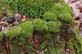 Attēlu rezultāti vaicājumam “Dicranum montanum”