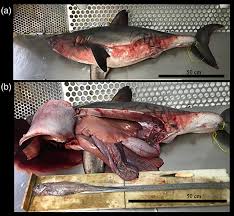 Image result for Lamna nasus