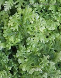 Attēlu rezultāti vaicājumam “Trichocolea tomentella”