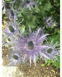 Image result for Blaudistel