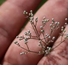 Attēlu rezultāti vaicājumam “Gypsophila paniculata bud”