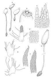 Attēlu rezultāti vaicājumam “Buxbaumia aphylla sporophyte”
