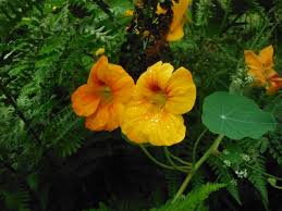 Attēlu rezultāti vaicājumam “Tropaeolum majus fruit”
