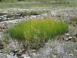 Attēlu rezultāti vaicājumam “Rhynchospora fusca”