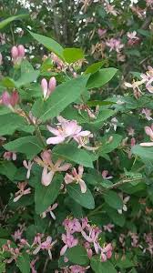 Attēlu rezultāti vaicājumam “Lonicera tatarica leaf”