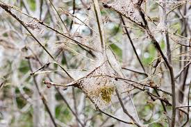 Attēlu rezultāti vaicājumam “Yponomeuta evonymella imago”