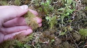 Attēlu rezultāti vaicājumam “Ptilium crista-castrensis sporophyte”