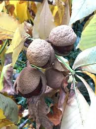 Attēlu rezultāti vaicājumam “Aesculus flava fruit”