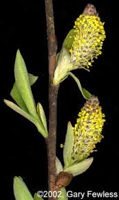 Attēlu rezultāti vaicājumam “Salix purpurea male flower”