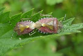 Attēlu rezultāti vaicājumam “Dolycoris baccarum”