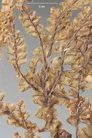 Attēlu rezultāti vaicājumam “Plagiochila”