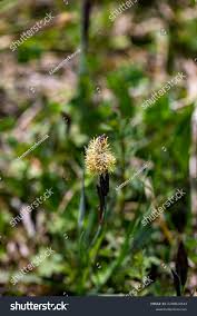 Attēlu rezultāti vaicājumam “Carex caryophyllea flower”