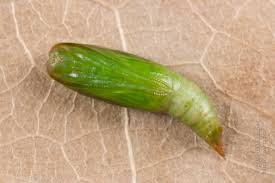 Attēlu rezultāti vaicājumam “Jodis putata”