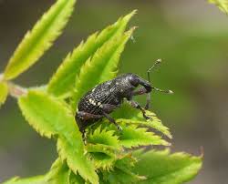 Attēlu rezultāti vaicājumam “Hylobius pinastri”