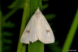 Attēlu rezultāti vaicājumam “Rivula sericealis”